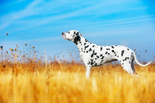 Beautiful Dalmatian Dog