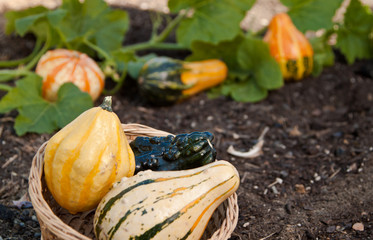 Wall Mural - fresh decorative gourds