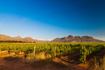 Vineyard in the hills of South Africa