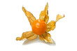 physalis on the white background