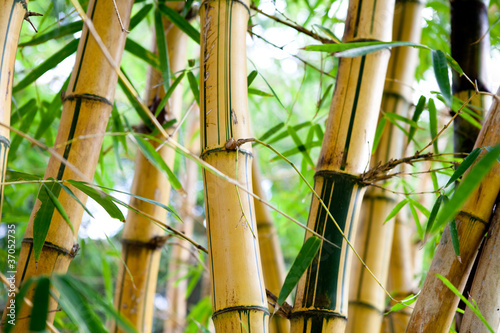 Fototapeta na wymiar bamboo forest