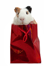 Guinea Pig In A Gift Bag Over White Bacground