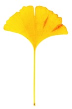 イチョウの葉, Or Yellow Ginko Leaf
