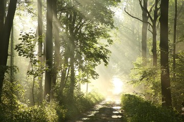 Wall Mural - Forest trail on a foggy spring morning after the rain