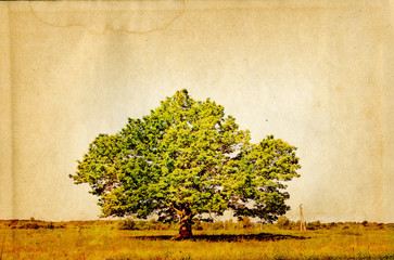 Poster - oak on field on grunge background