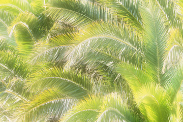  Palmen-Hintergrund