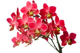 orchid isolated on white background