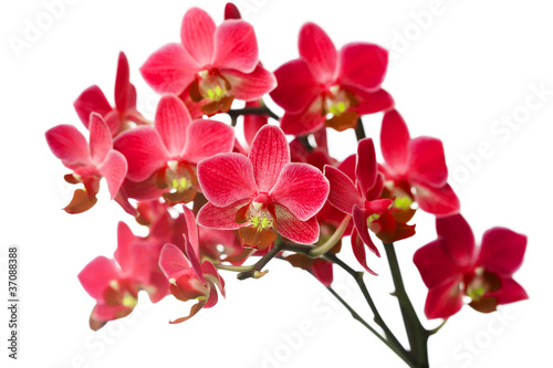 orchidea-odizolowywajaca-na-bialym-tle