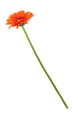 Fotomurales - Orange gerberas on a long thin stem