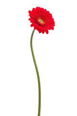 Fotomurales - Red gerbera on a bent stem
