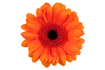 Fotomurales - Large flower with petals of orange gerbera