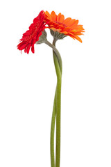 Fotomurales - Two-colored gerbera, binding the each other