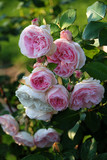 rosa Duftrose