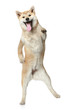 Shiba Inu poses standing on hind legs