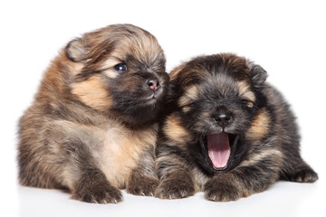 Two Spitz puppies (2 week) on white background