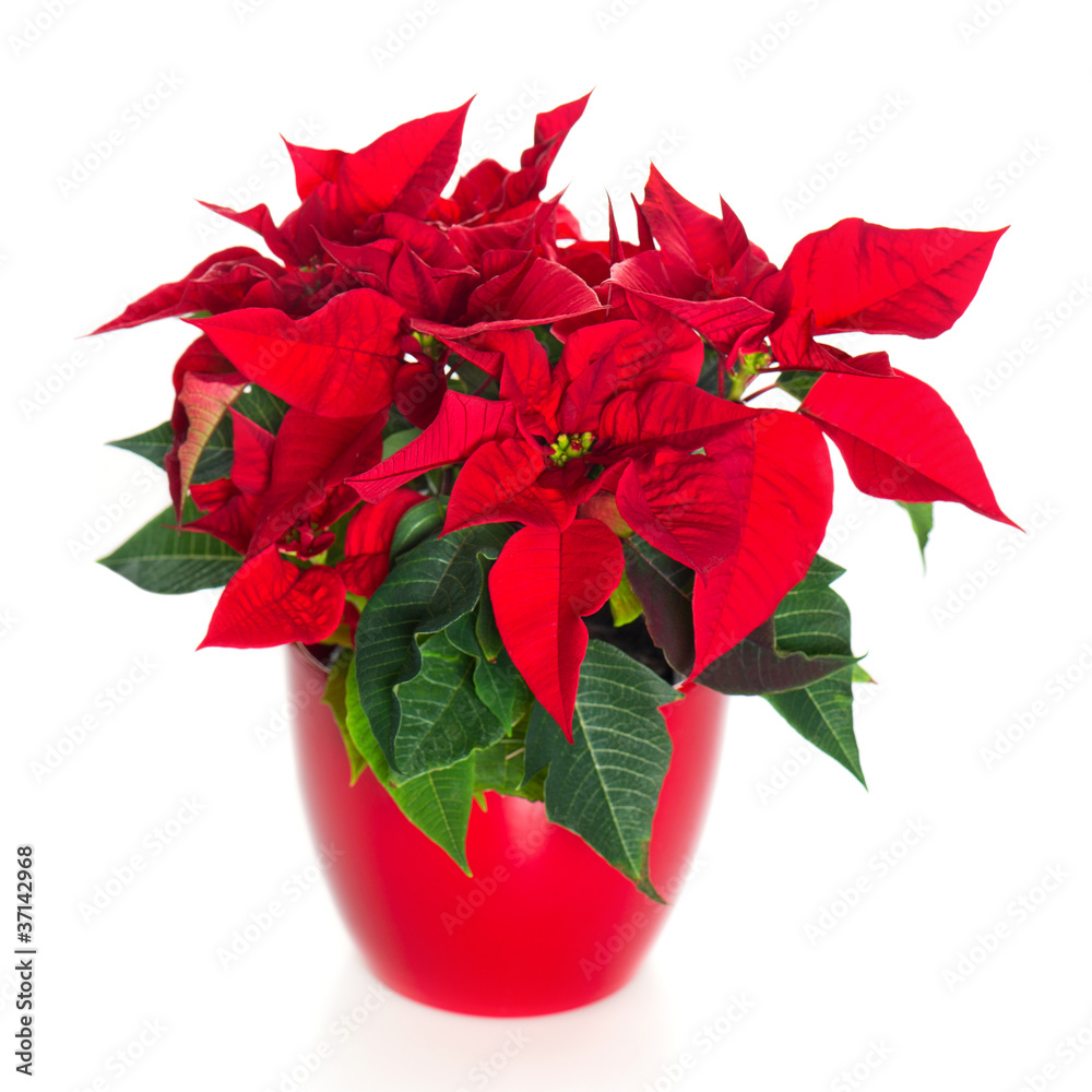 Weihnachtsstern Poinsettia Foto Poster Wandbilder Bei