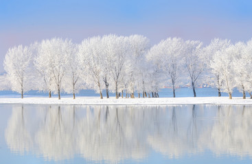 winter trees covered with frost