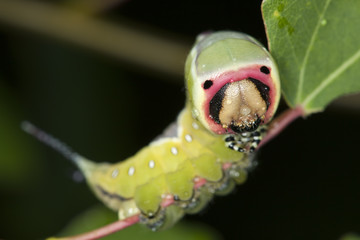 Poster - Puss moth larva, cerula vinula