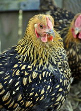 Golden Laced Wyandotte Chicken Closeup