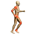 © high_resolution - High resolution conceptual 3D human for anatomy