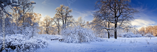 Fototapeta do kuchni Winter panorama of a park at sunny day