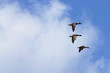 Blue sky with white clouds and flying ducks
