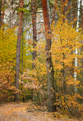 Wall Mural - Autumn in the park