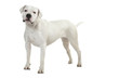 beautiful white dog - dogo argentino