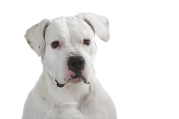 Wall Mural - beautiful head of the dogo argentino