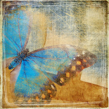 Grunge Background With Butterfly