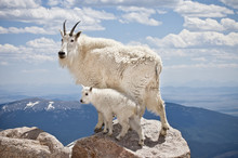 Mountain Goat With Kid