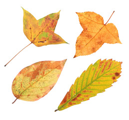 Wall Mural - autumn leaves