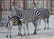 3 zebras family