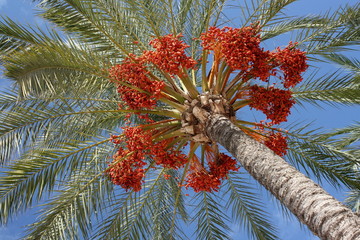 detail of dates on palm tree