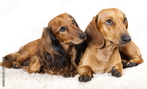 Long Haired Miniature Dachshund And Standard Dachshund Buy This