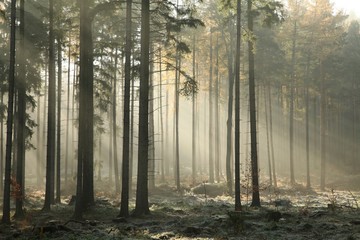 Fototapeta sosna las bezdroża spokojny