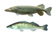 Pike (Esox Lucius) and Pikeperch (Sander Lucioperca).