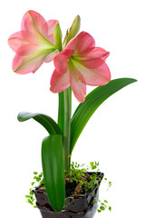 Wall Mural - blooming amaryllis