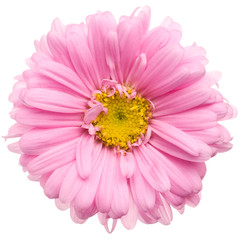 Fotomurales - Pink aster isolated