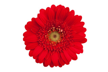 Fotomurales - Large red flower with petals of orange gerbera