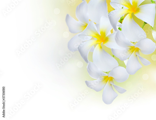 kwiaty-frangipani-spa