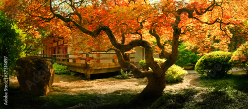 Tree in an Asian Garden - 37314697