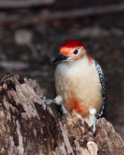 Red-bellied Woodpecker Posed On A Tree Stump