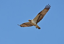 Osprey Hawk Flying In The Sky
