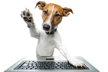 dog computer