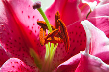 Pink Lily Pollen