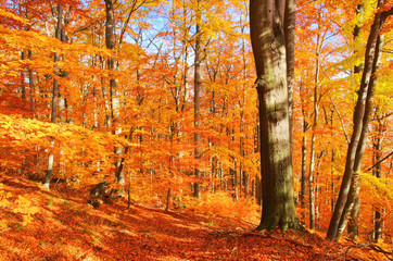 Poster - Buchenwald im Herbst - beech forest in fall 32