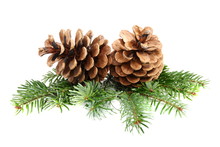 Two Pine Cones With Branch.