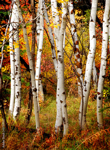 Obraz w ramie Fall Birch Trees