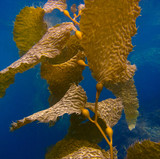 Kelp Underwater on Catalina Island